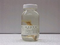 藏品(黑點小花鱸)的圖片